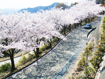 桜並木