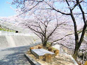 桜並木