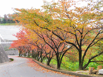 紅葉
